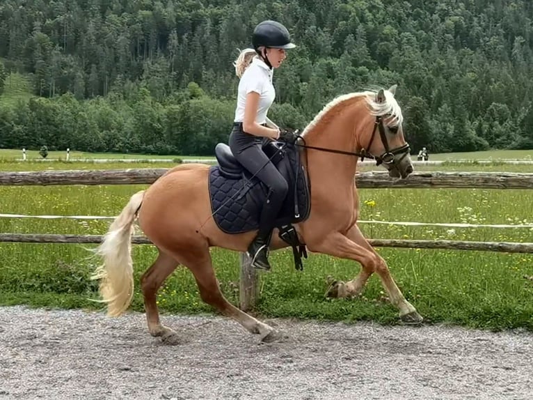 Haflinger Gelding 3 years 14,1 hh Chestnut in Bayrischzell