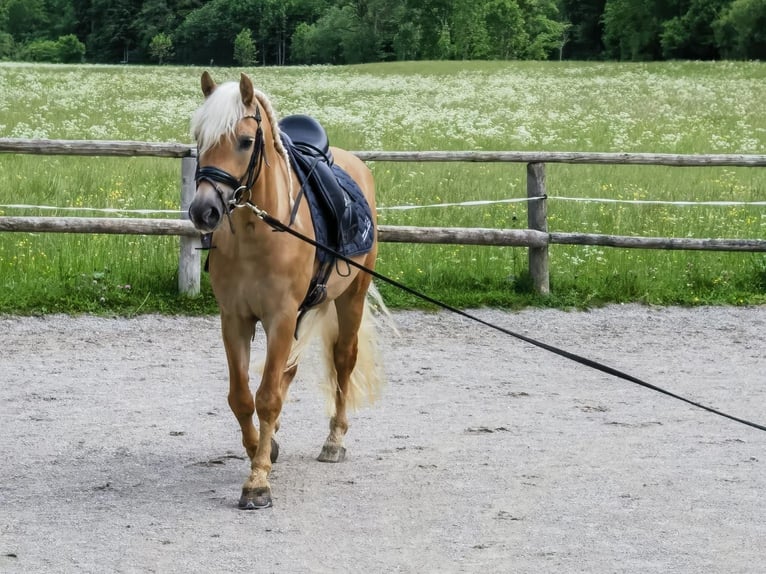 Haflinger Gelding 3 years 14,1 hh Chestnut in Bayrischzell