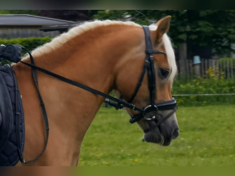Haflinger Gelding 3 years 14,1 hh Chestnut in Bayrischzell