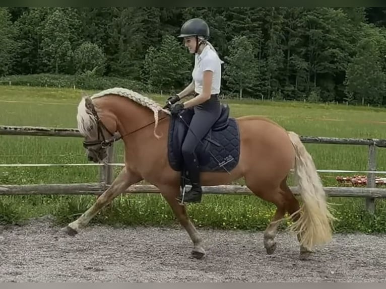 Haflinger Gelding 3 years 14,1 hh Chestnut in Bayrischzell