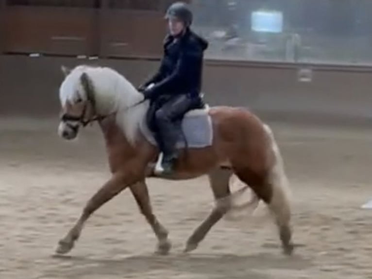 Haflinger Gelding 3 years 14,1 hh Chestnut in Bayrischzell