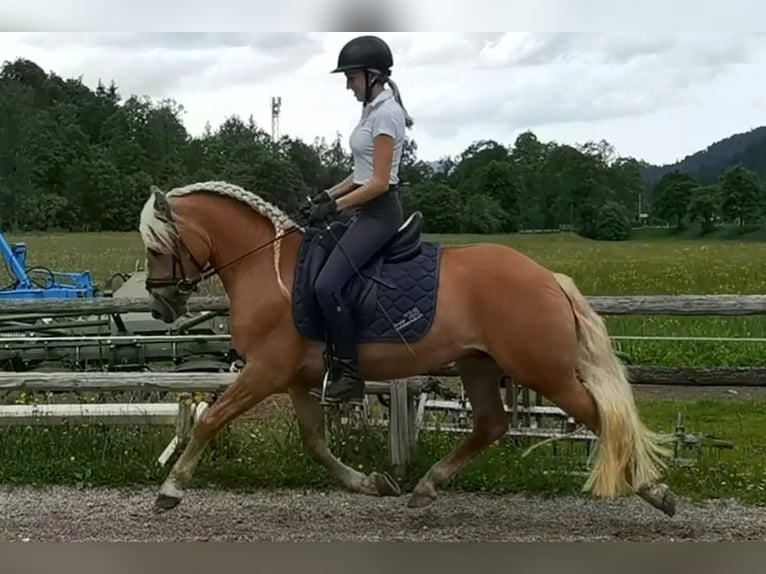 Haflinger Gelding 3 years 14,1 hh Chestnut in Bayrischzell