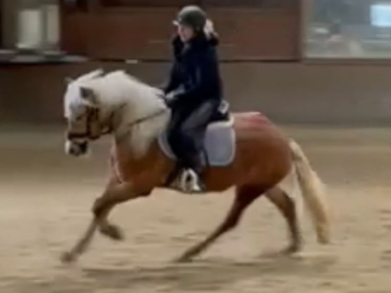 Haflinger Gelding 3 years 14,1 hh Chestnut in Bayrischzell