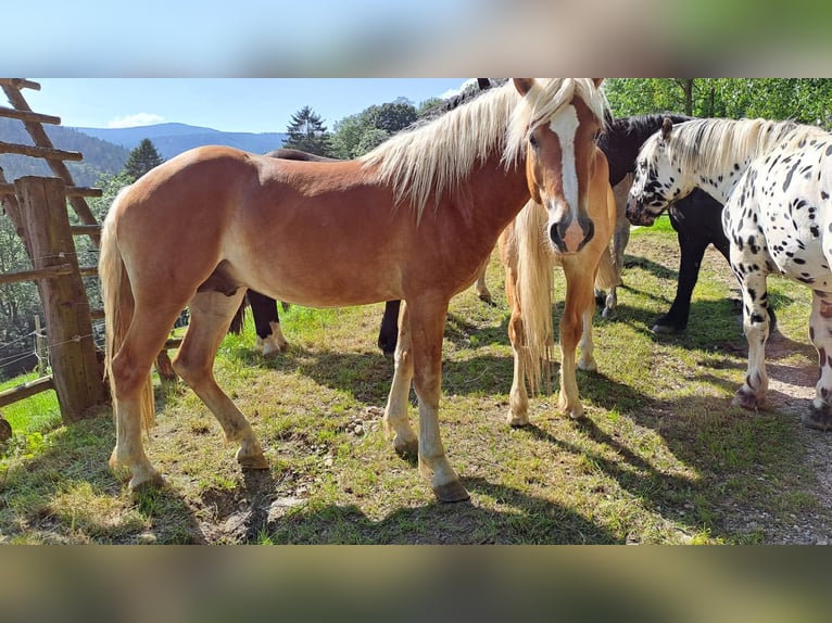 Haflinger Gelding 3 years 14,1 hh Chestnut-Red in Schaueregg