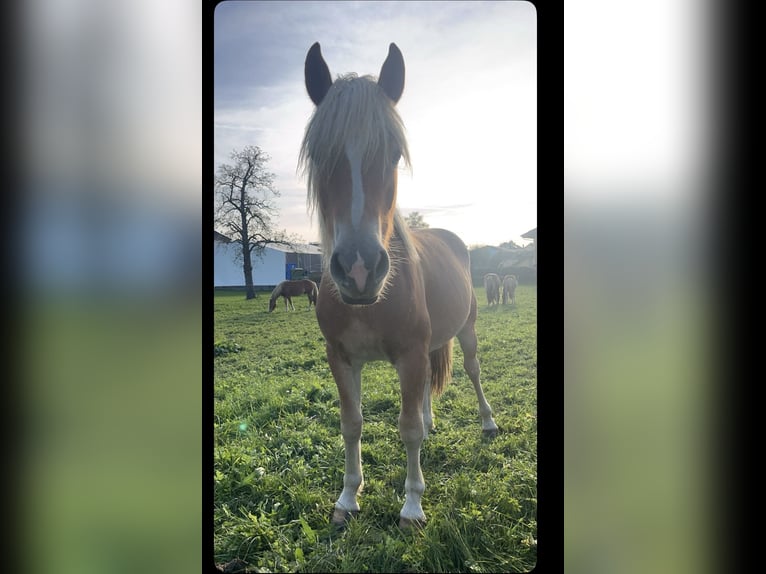 Haflinger Gelding 3 years 14,1 hh Chestnut-Red in Eching