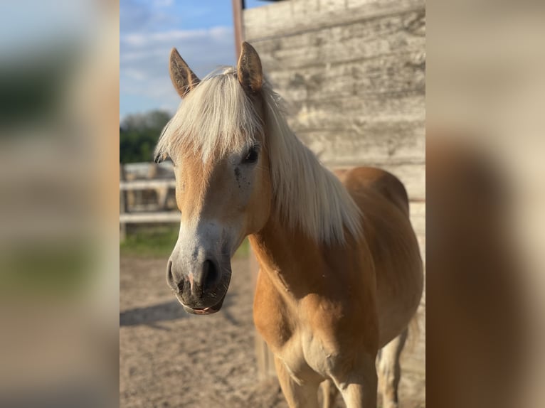Haflinger Gelding 3 years 14,1 hh in Trebbin
