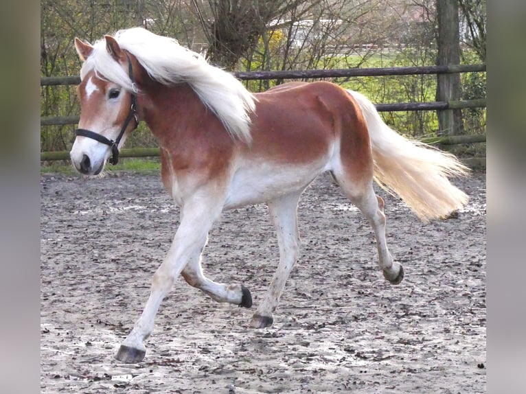 Haflinger Gelding 3 years 14,1 hh  in Dorsten