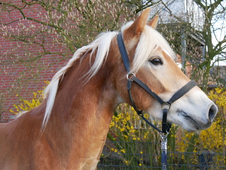 Haflinger Gelding 3 years 14,1 hh  in Dorsten