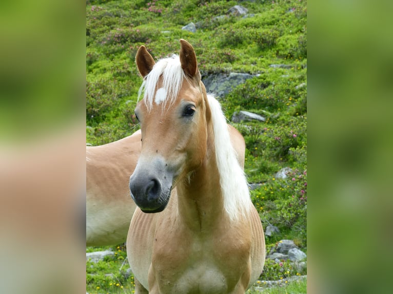 Haflinger Gelding 3 years 14,1 hh in Nauders