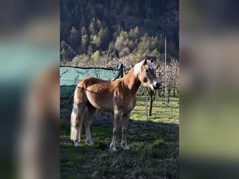 Haflinger Gelding 3 years 14,1 hh in Nauders
