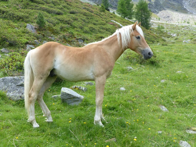 Haflinger Gelding 3 years 14,1 hh in Nauders