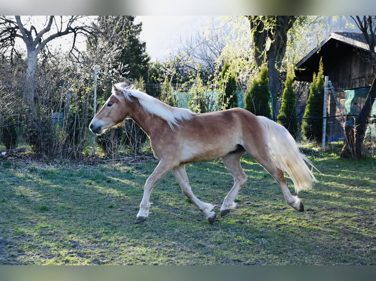 Haflinger Gelding 3 years 14,1 hh in Nauders