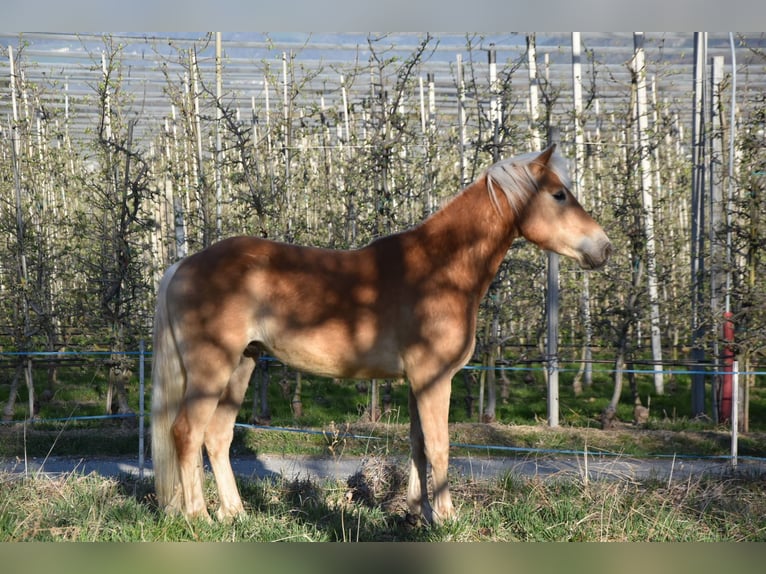 Haflinger Gelding 3 years 14,1 hh in Nauders