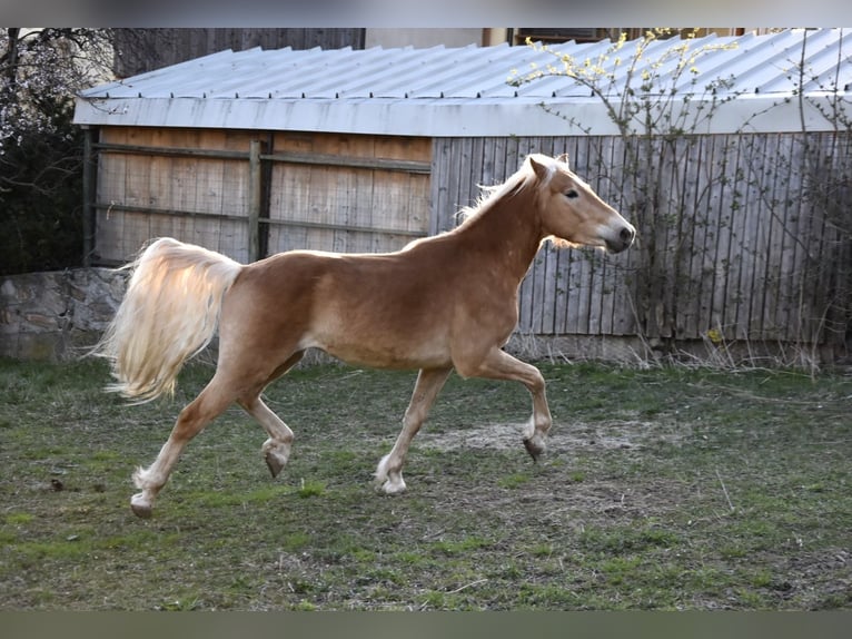 Haflinger Gelding 3 years 14,1 hh in Nauders