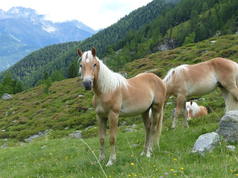 Haflinger Gelding 3 years 14,1 hh in Nauders