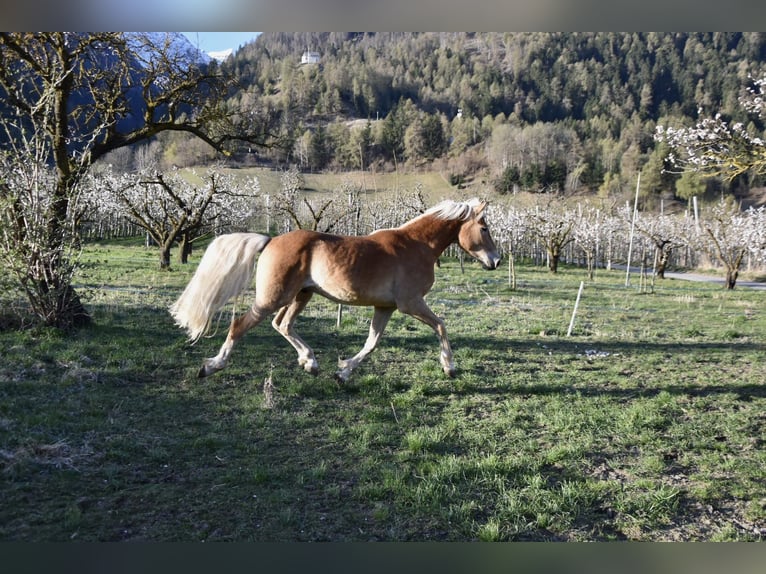 Haflinger Gelding 3 years 14,1 hh in Nauders