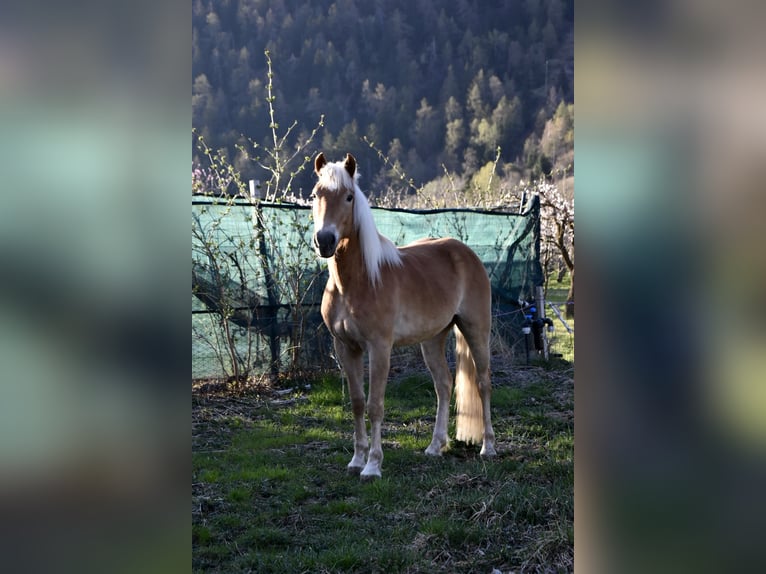 Haflinger Gelding 3 years 14,1 hh in Nauders
