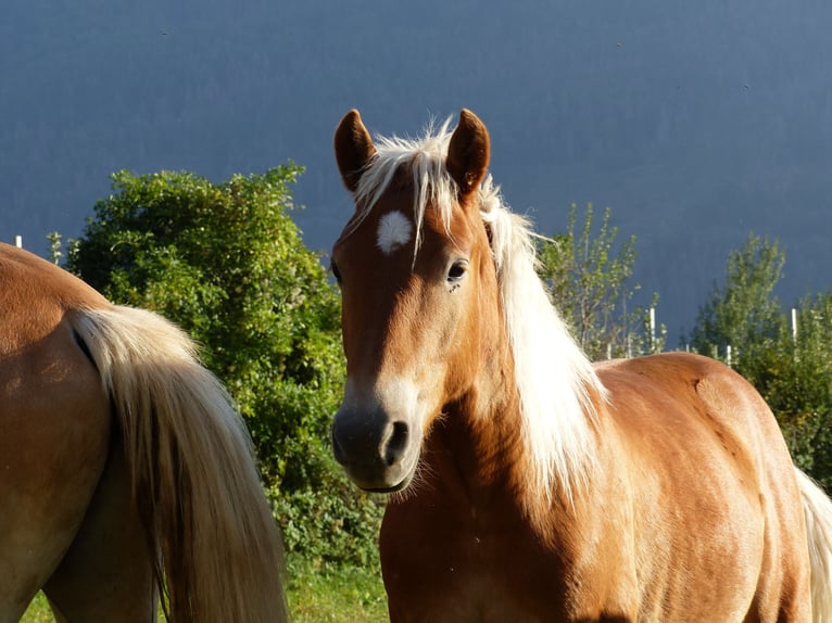 Haflinger Gelding 3 years 14,1 hh in Nauders