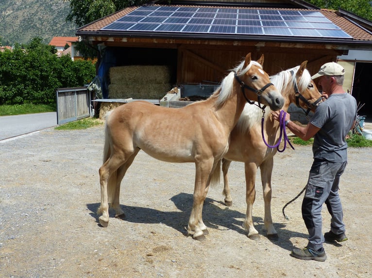 Haflinger Gelding 3 years 14,1 hh in Nauders