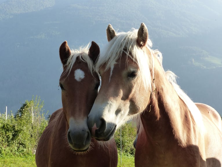 Haflinger Gelding 3 years 14,1 hh in Nauders