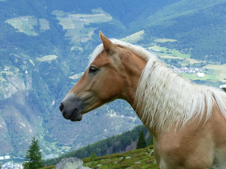 Haflinger Gelding 3 years 14,1 hh in Nauders