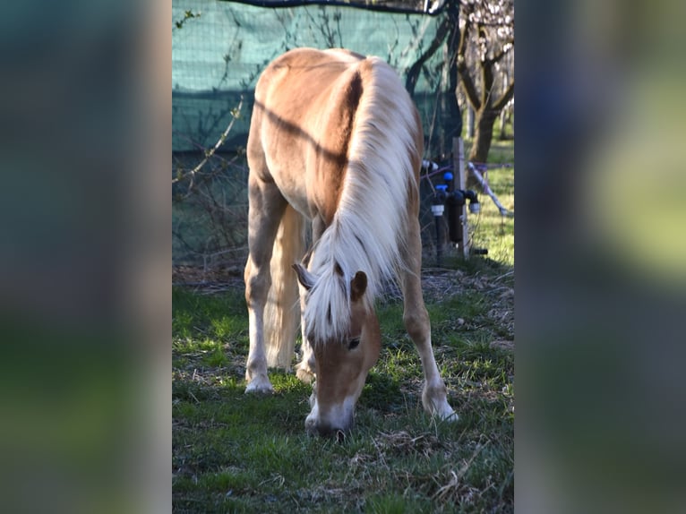 Haflinger Gelding 3 years 14,1 hh in Nauders