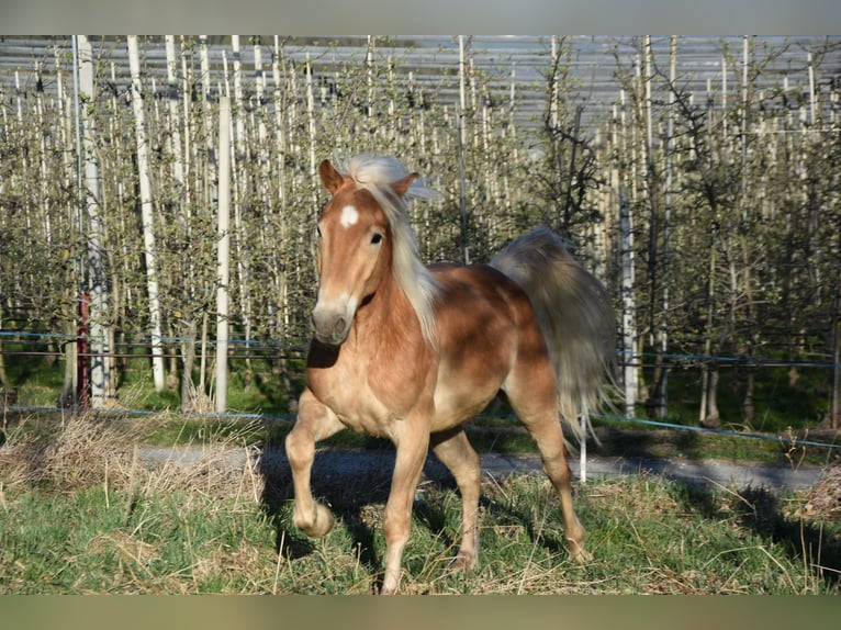 Haflinger Gelding 3 years 14,1 hh in Nauders