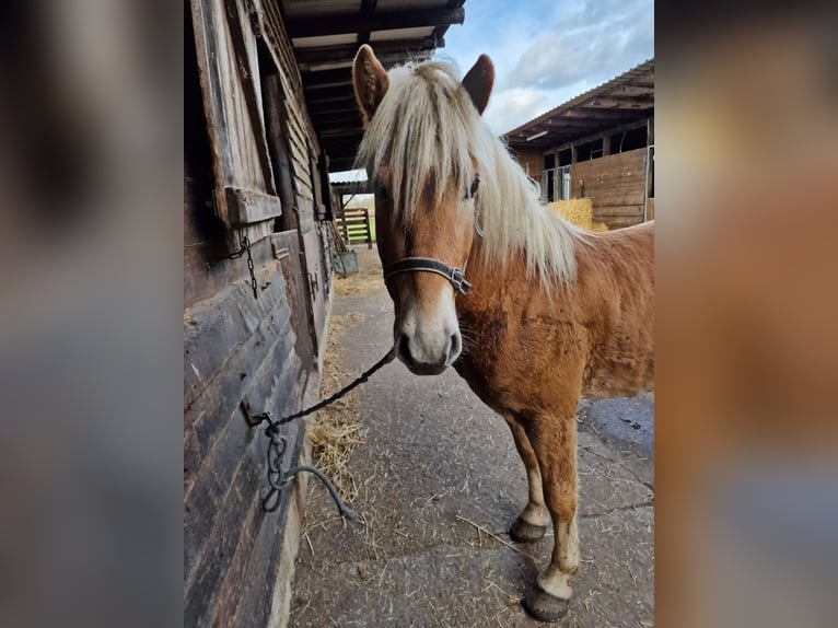Haflinger Gelding 3 years 14,2 hh in Dülmen