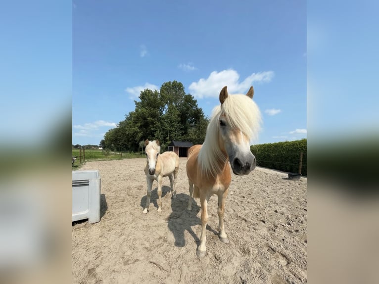 Haflinger Gelding 3 years 14,2 hh Chestnut-Red in Biddinghuizen