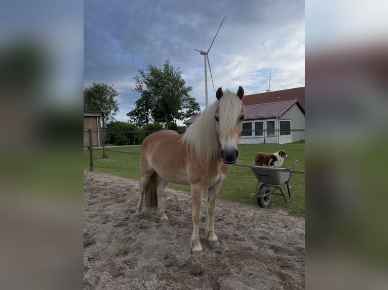Haflinger Gelding 3 years 14,2 hh Chestnut-Red in Biddinghuizen
