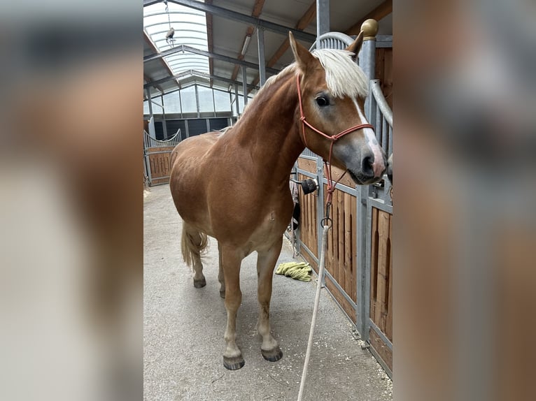 Haflinger Gelding 3 years 14,2 hh Chestnut-Red in Sieggraben