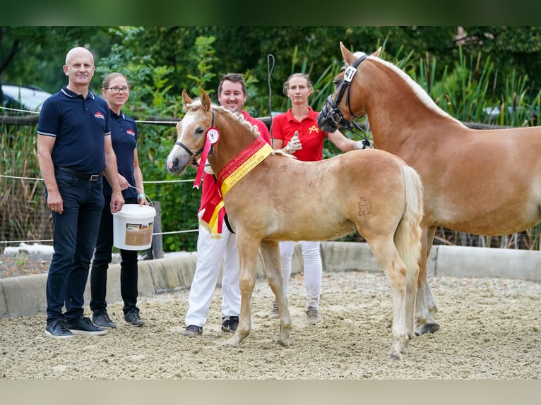 Haflinger Gelding 3 years 14,2 hh Chestnut-Red in Sieggraben