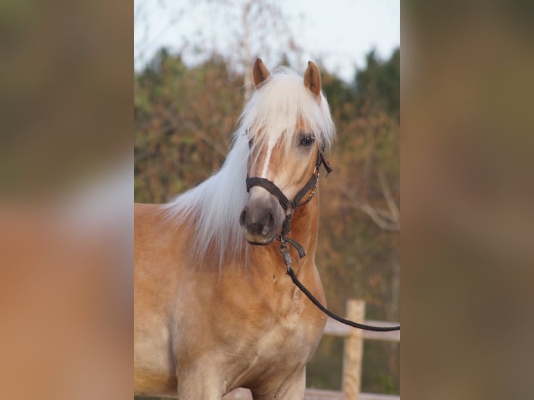 Haflinger Gelding 3 years 14,2 hh Chestnut-Red in Engelsbrand