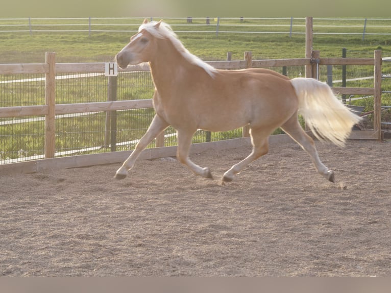 Haflinger Gelding 3 years 14,2 hh Chestnut-Red in Engelsbrand