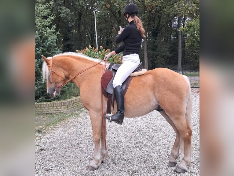 Haflinger Gelding 3 years 14,2 hh Chestnut-Red in Well L