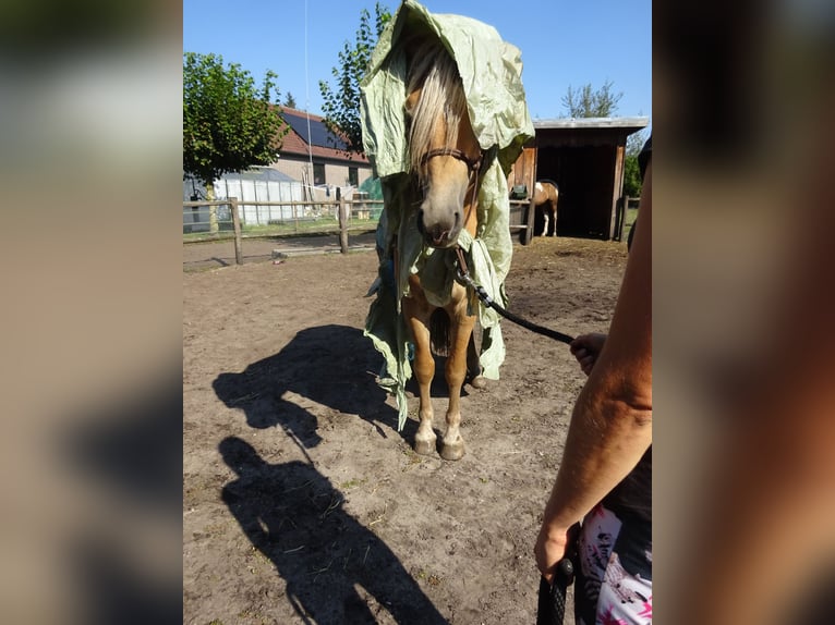 Haflinger Gelding 3 years 14,2 hh Chestnut-Red in Well L