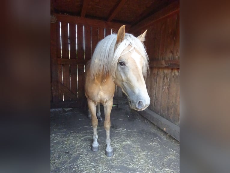 Haflinger Gelding 3 years 14,2 hh Chestnut-Red in Well L