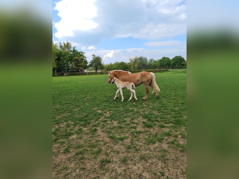 Haflinger Gelding 3 years 14,2 hh Chestnut-Red in Well L