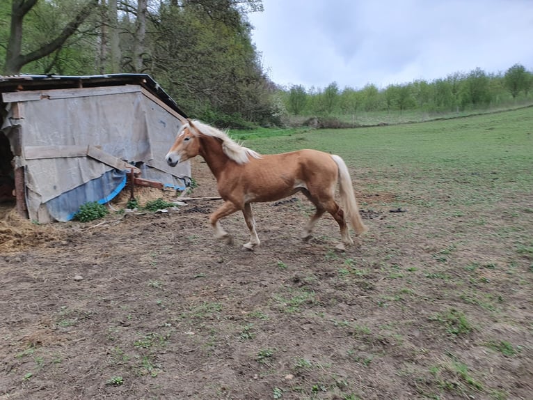 Haflinger Gelding 3 years 14,2 hh Chestnut-Red in Fischbachtal