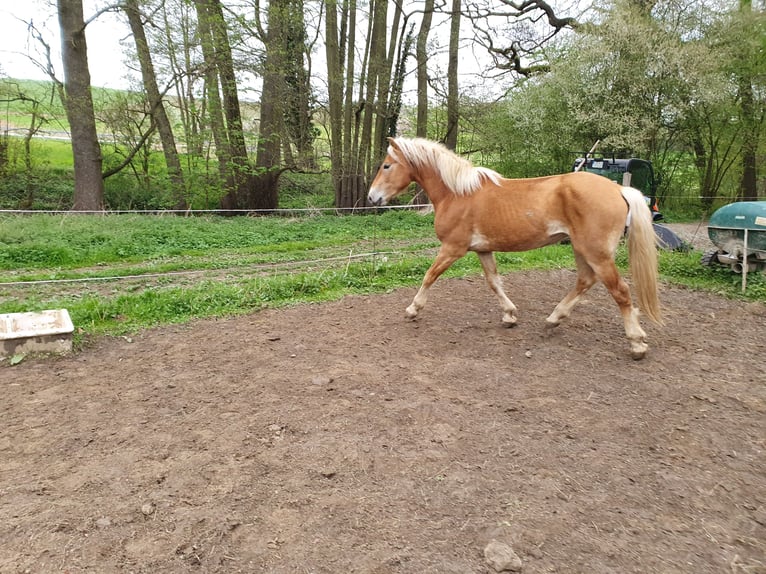 Haflinger Gelding 3 years 14,2 hh Chestnut-Red in Fischbachtal