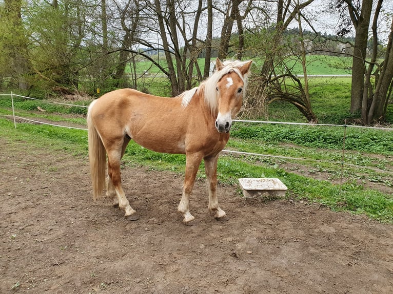 Haflinger Gelding 3 years 14,2 hh Chestnut-Red in Fischbachtal