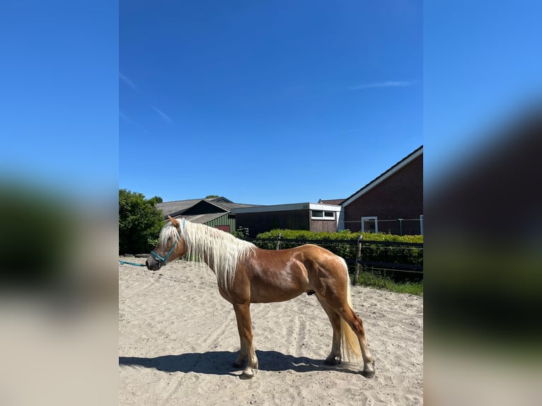Haflinger Gelding 3 years 14,2 hh Chestnut-Red in Serooskerke