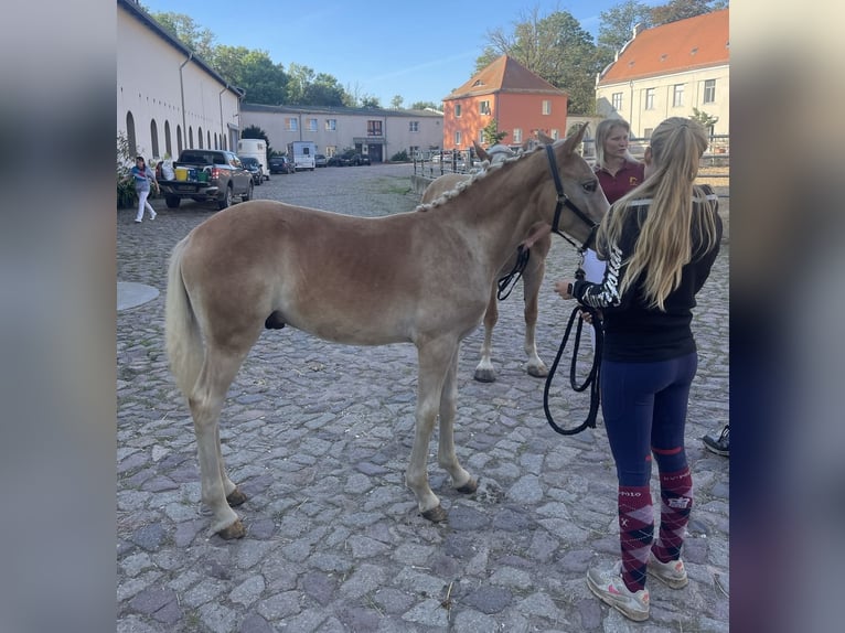 Haflinger Gelding 3 years 14,3 hh  in Trebbin