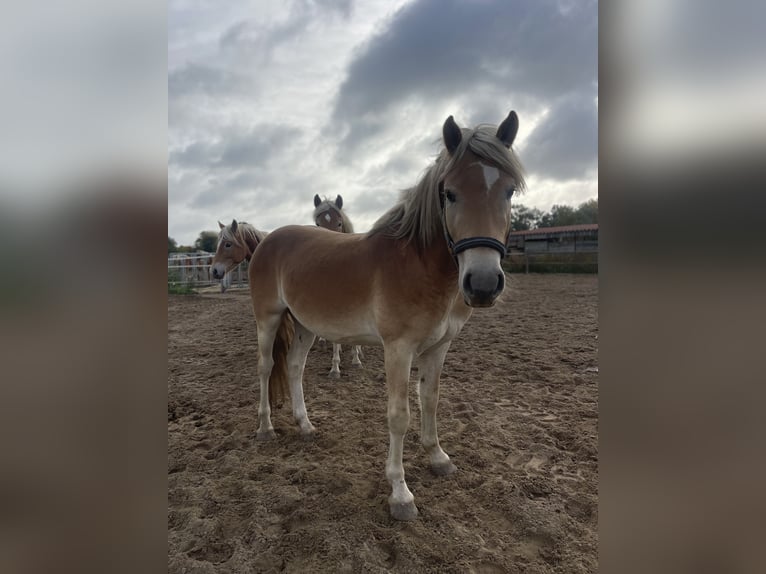 Haflinger Gelding 3 years 14,3 hh in Trebbin