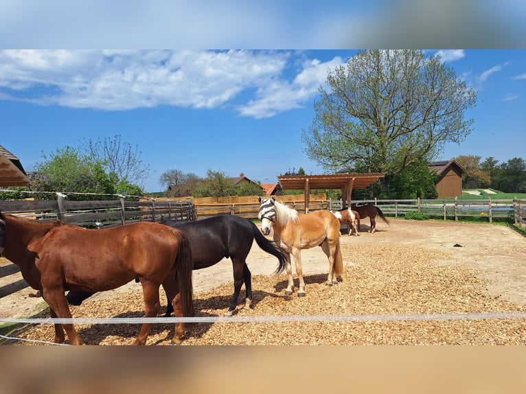 Haflinger Gelding 3 years 14,3 hh Dun in Lichtenegg