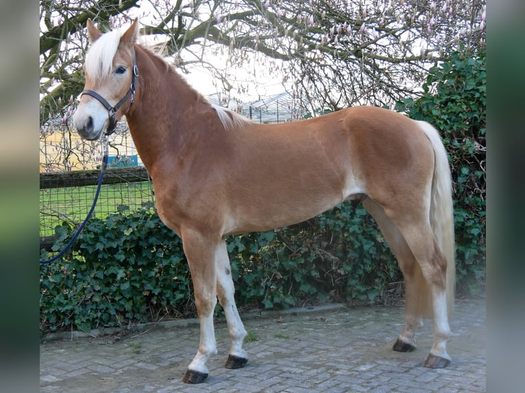 Haflinger Gelding 3 years 14,3 hh  in Dorsten