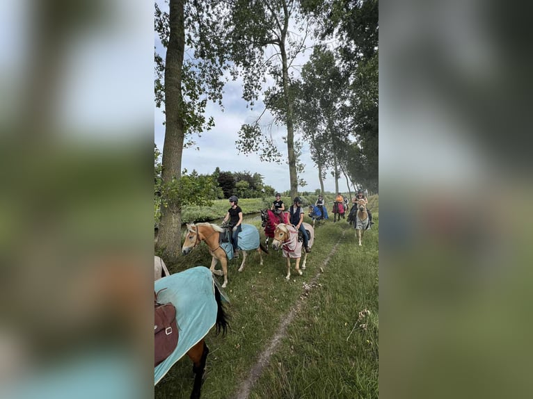 Haflinger Gelding 3 years 14,3 hh Palomino in Maldegem