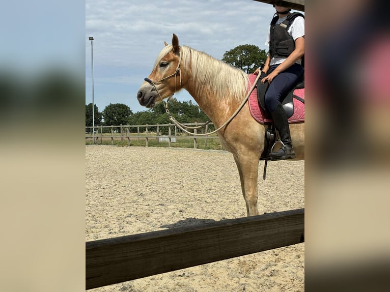 Haflinger Gelding 3 years 14,3 hh Palomino in Maldegem
