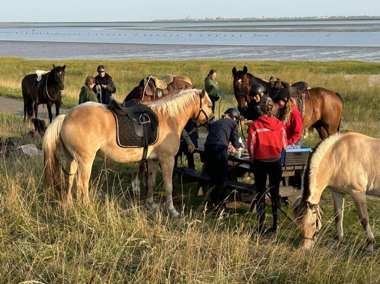 Haflinger Gelding 3 years 14,3 hh Palomino in Maldegem
