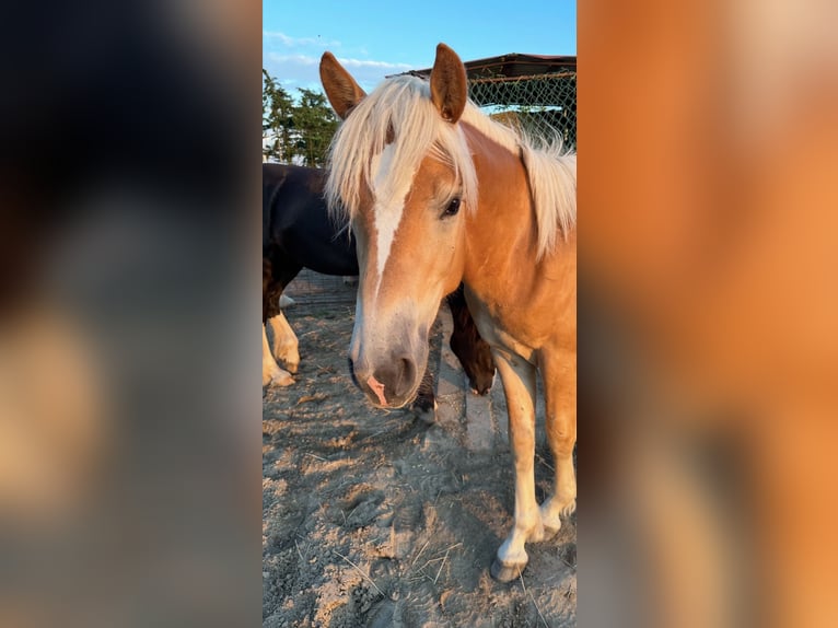 Haflinger Gelding 3 years 15.1 hh Chestnut-Red in Bremervörde